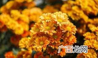 白菊花的作用 给死人送什么花