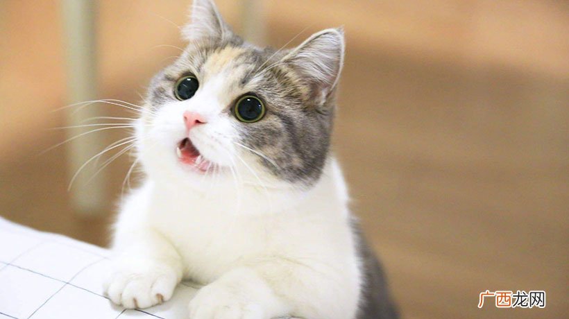 家里养猫对财运也有影响 养猫之后运气越来越差