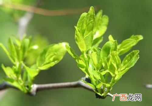 酸枣叶的功效与作用禁忌 酸枣叶的功效与作用