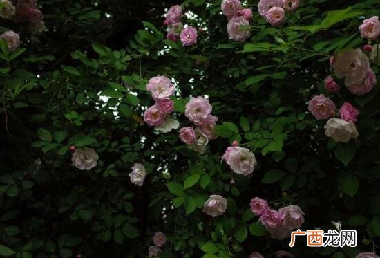 每年5-9月开花期的养护要点 蔷薇花一年开几次花