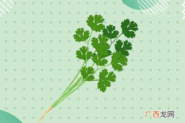 香菜有哪些营养价值