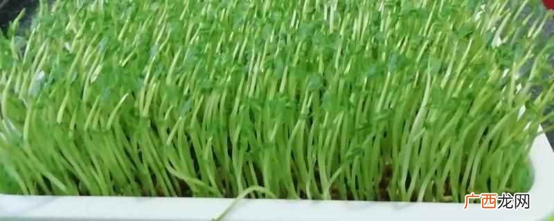 日产一吨苗芽菜需要200平方米的生产场地 日产一吨苗芽菜需要多少地