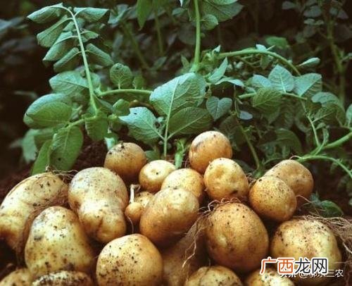 有3种肥料千万要慎重施用 种土豆最忌讳什么肥料