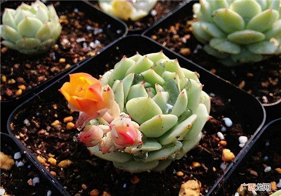 多肉植物叶片发软的4大原因 多肉叶子发软怎么回事