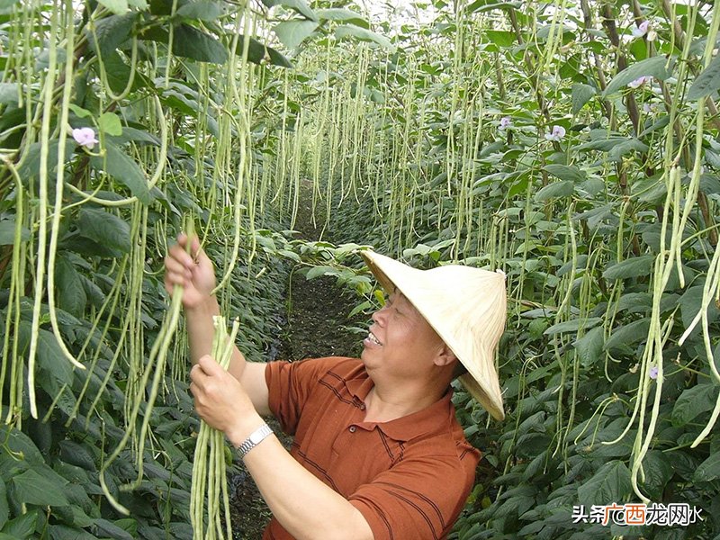 北方种豆角什么时候种最好 种豆角什么时候种最好