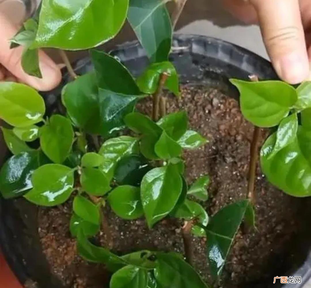 扦插花卉用3种生根水成活率高 生根水的使用方法和用量