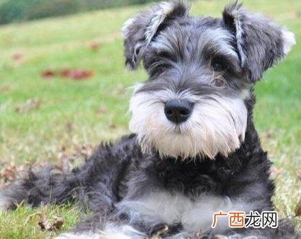 千万别养雪纳瑞因为它有优缺点 养雪纳瑞的人都后悔了