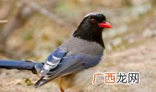 母喜鹊的叫声 喜鹊叫声原声