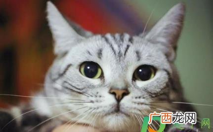 猫感冒流鼻涕打喷嚏吃什么药 猫毛过敏打喷嚏流鼻涕怎么处理