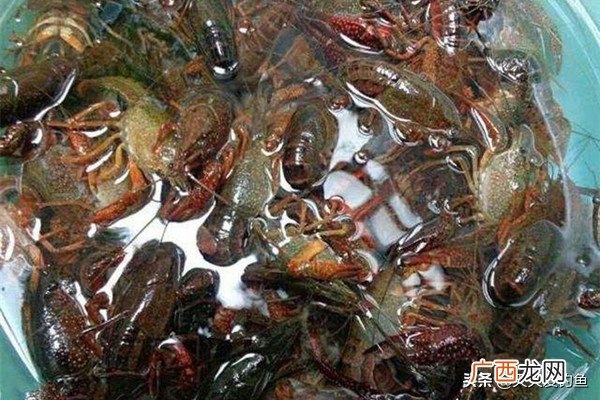 简单又好操作的小龙虾垂钓方法 小龙虾怎么钓好钓