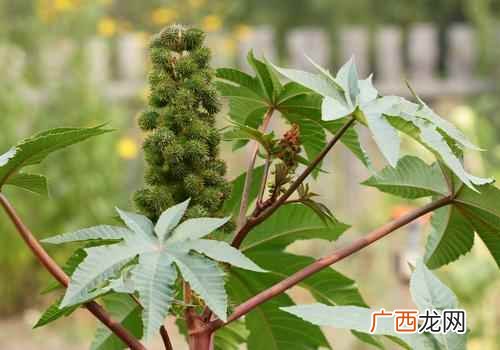 蓖麻油的功效与作用生发 蓖麻油的功效与作用