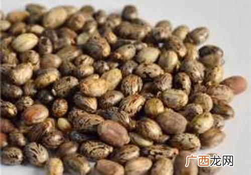 蓖麻子的功效与作用和禁忌 蓖麻子的功效与作用