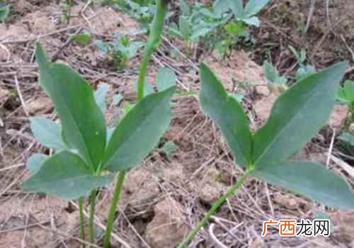 半夏的功效与作用点 半夏的功效与作用