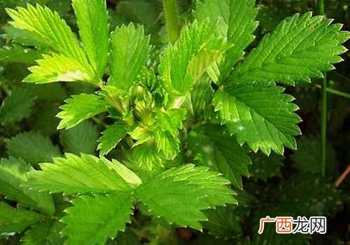 仙鹤草的功效与作用及禁忌症 仙鹤草的功效与作用及禁忌