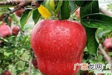 蛇果和苹果有什么区别 长得像蛇果的苹果叫什么名字