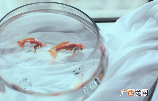 招财镇宅又好养的鱼种类 最招财的风水鱼是哪一种