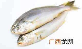 黄花鱼、鲅鱼、海鲈鱼、加吉鱼、皇姑鱼 海鱼大全