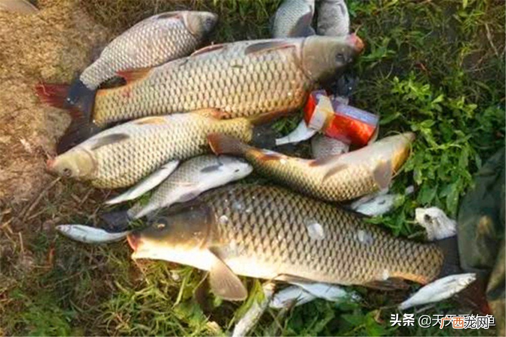 野钓鲤鱼自制饵料中的最佳配方必看 经典鲤鱼饵料配方