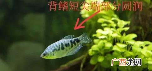 热带鱼曼龙多少个月可以进行繁殖 曼龙鱼怎么繁殖