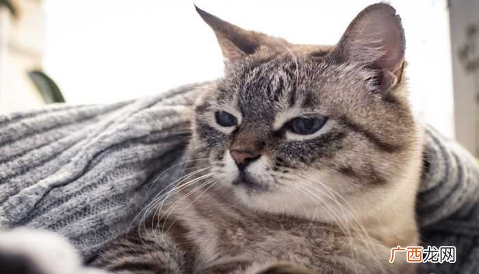 梦见被猫咬除了象征着梦者的感情 周公解梦梦见被猫咬
