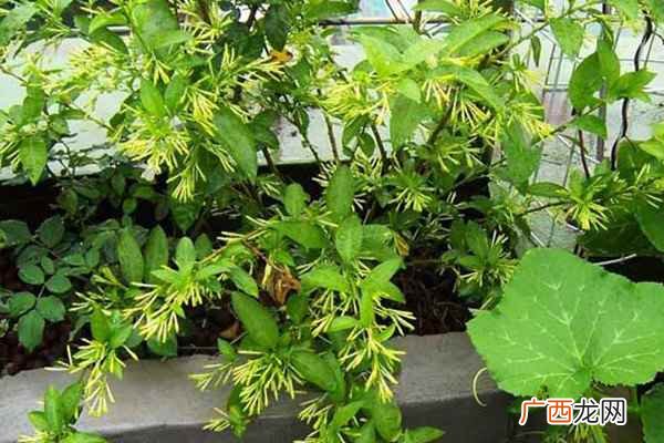 核心功效驱蚊、清肝明目 夜来香花的功效与作用