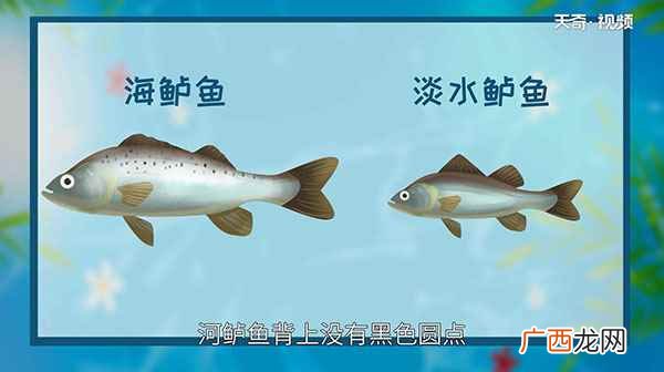 河鲈鱼和淡水鲈鱼的区别 鲈鱼是淡水鱼还是海鱼