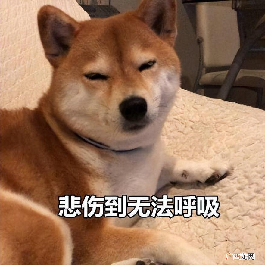 养狗，最好别让它上床睡觉 和狗一起睡觉有什么危害