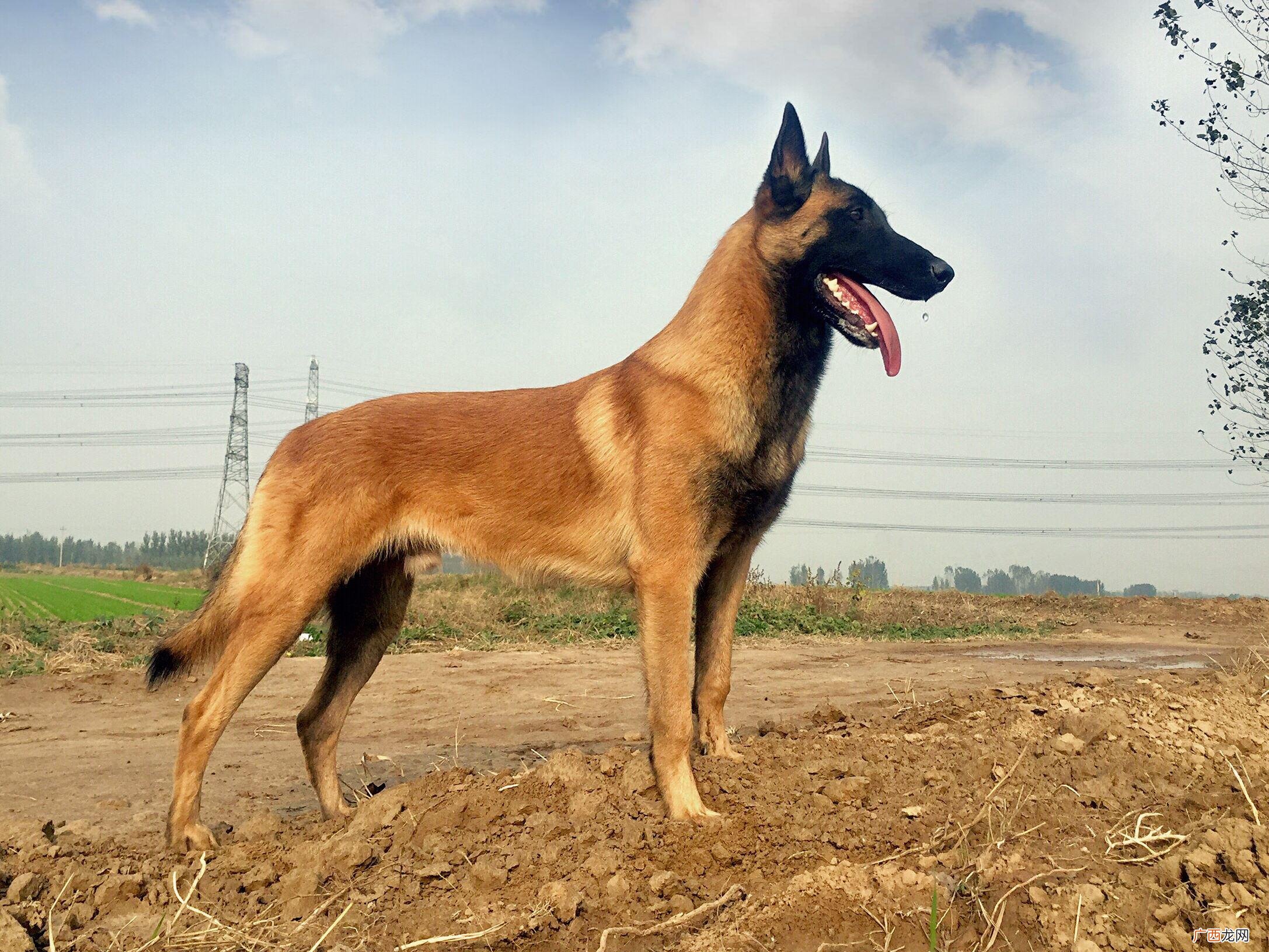为什么马犬越来越少人养 马犬一直不训练会有什么后果