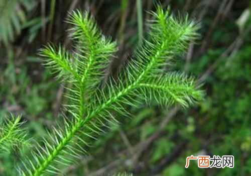 松筋草的功效与用法 伸筋草的功效与作用及禁忌