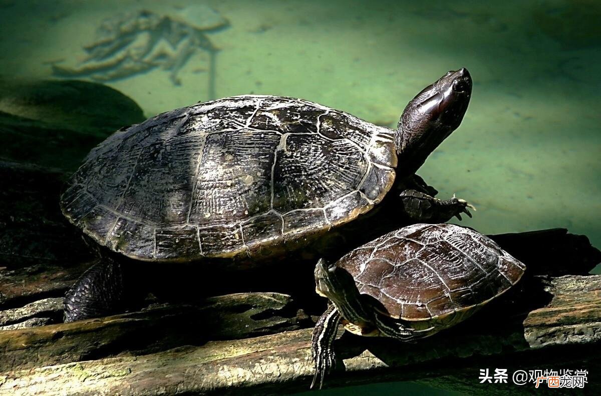中华草龟生活习性介绍 草龟是深水龟还是浅水龟