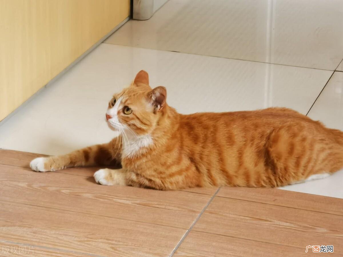猫不吃东西是什么原因?吃什么药 猫不吃东西是什么原因