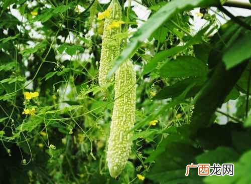 苦瓜的功效促进饮食、消炎退热 吃苦瓜有什么功效,吃苦瓜有什么好处