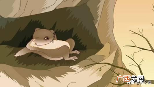 它究竟是鸟还是兽 寒号鸟是种什么动物