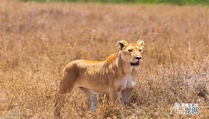 狮群中雌性、雄性是怎么分工的 狮群的狩猎主要是由雄狮来完成的吗