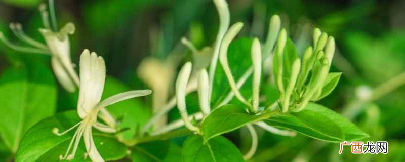 金银花怎么泡水喝效果好 金银花泡水喝的功效