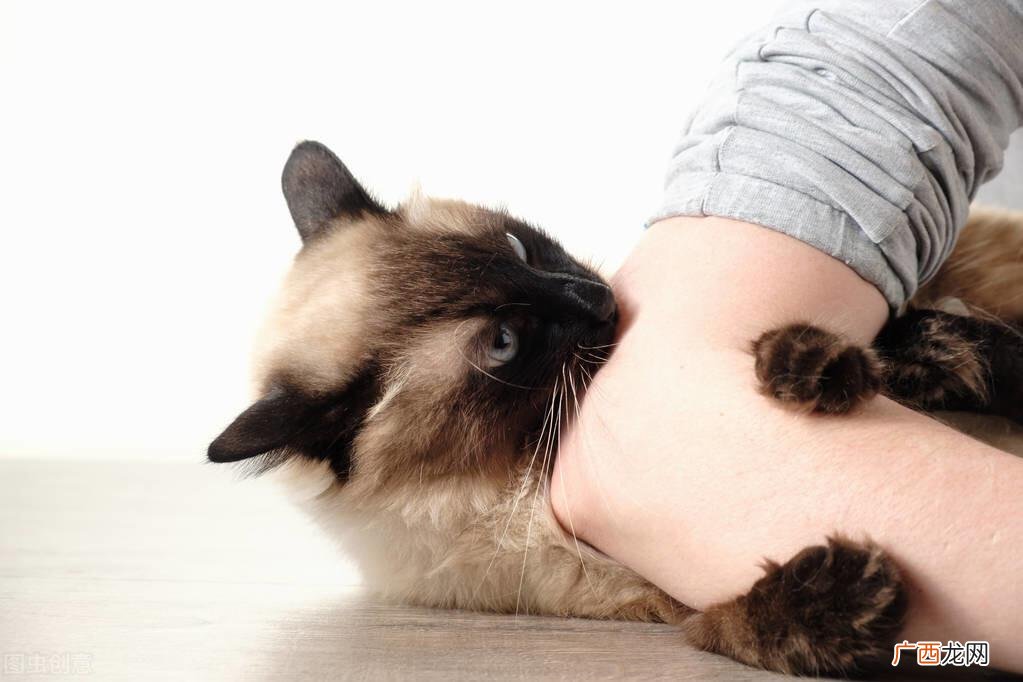 猫咪咬主人手是什么原因 猫咪为什么喜欢咬主人的手指