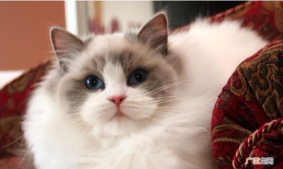 猫咪绝育的利弊 猫咪做绝育手术要多少钱
