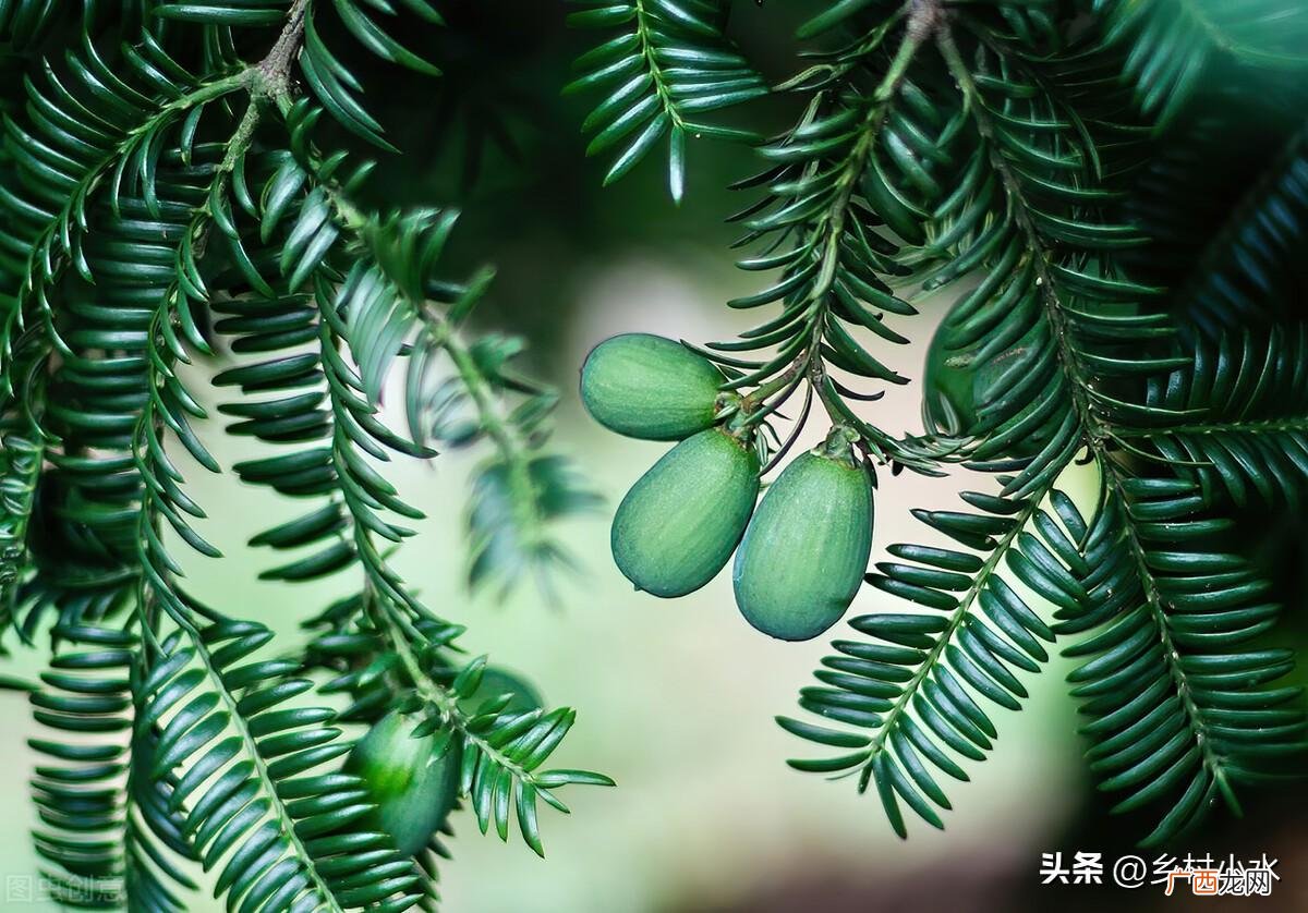 全世界我国特有,香榧有多奢侈 香榧为什么难吃还贵