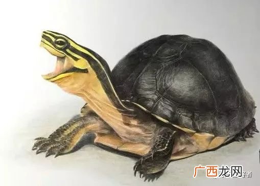 安布闭壳龟是不是保护动物 安布闭壳龟可以冬眠吗
