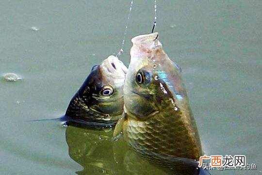 晚上夜钓鲫鱼不开口的原因 为什么夜钓鲫鱼不开口