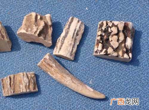 鹿角胶主治功能 鹿角霜的功能与主治