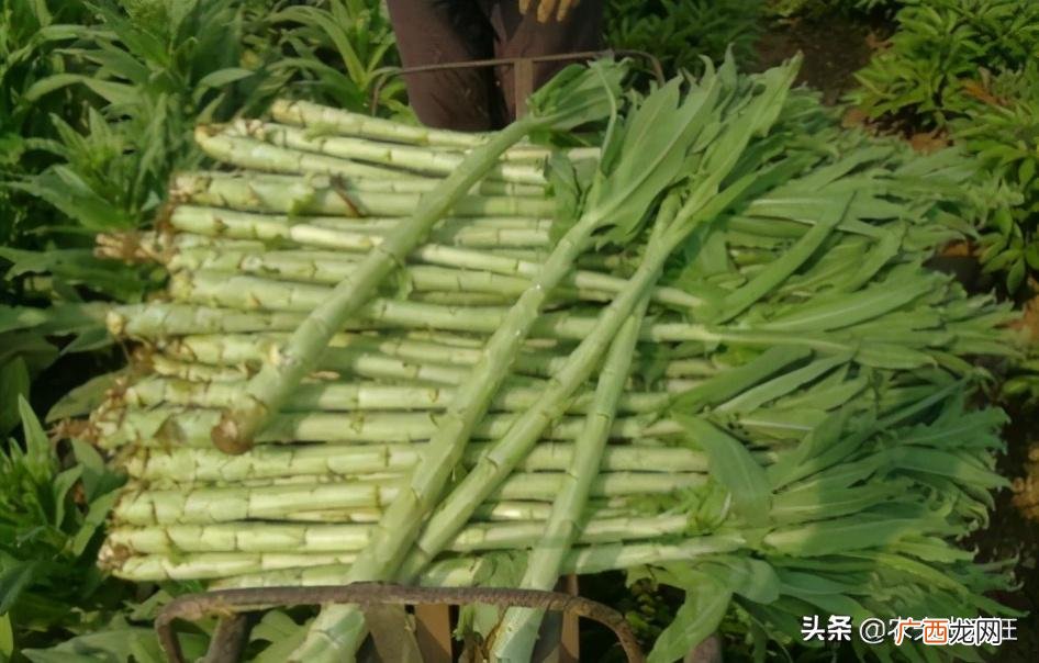 酷似莴笋的贡菜做成菜干价格贵 和莴笋很像的是什么菜贡菜