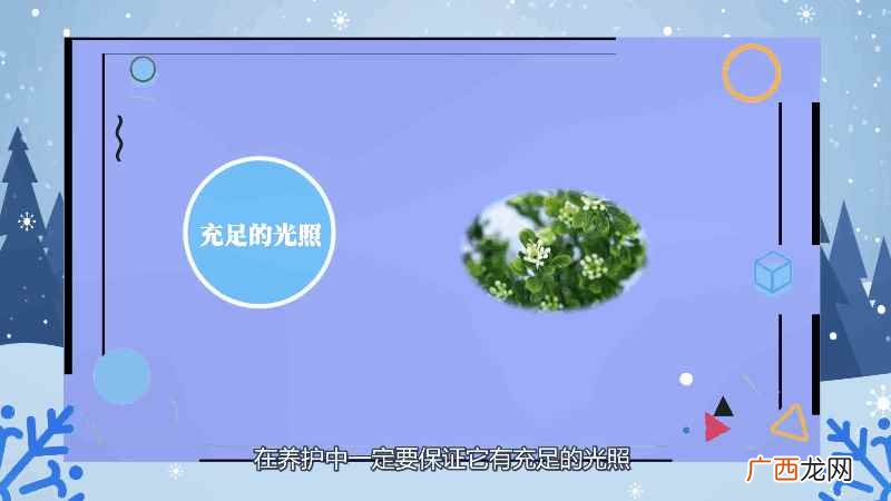 米兰花的养殖方法和注意事项图 米兰花的养殖方法和注意事项