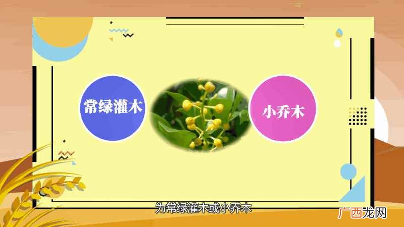 米兰花的养殖方法和注意事项图 米兰花的养殖方法和注意事项
