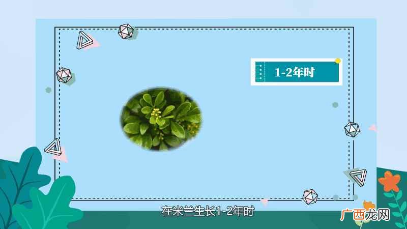 米兰花的养殖方法和注意事项图 米兰花的养殖方法和注意事项
