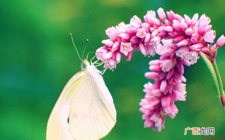 眷恋芬芳花间彩蝶时时在飞舞 留连戏蝶时时舞的意思是什么