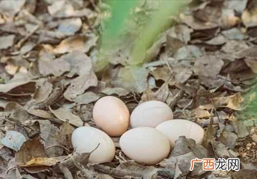 经常吃鸡蛋有什么好处和害处 经常吃鸡蛋有什么好处