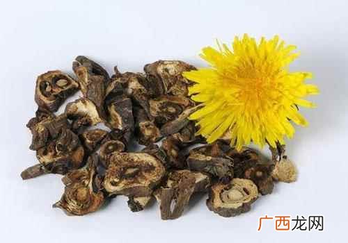 蒲公英根的功效与作用泡水 蒲公英根的功效与作用