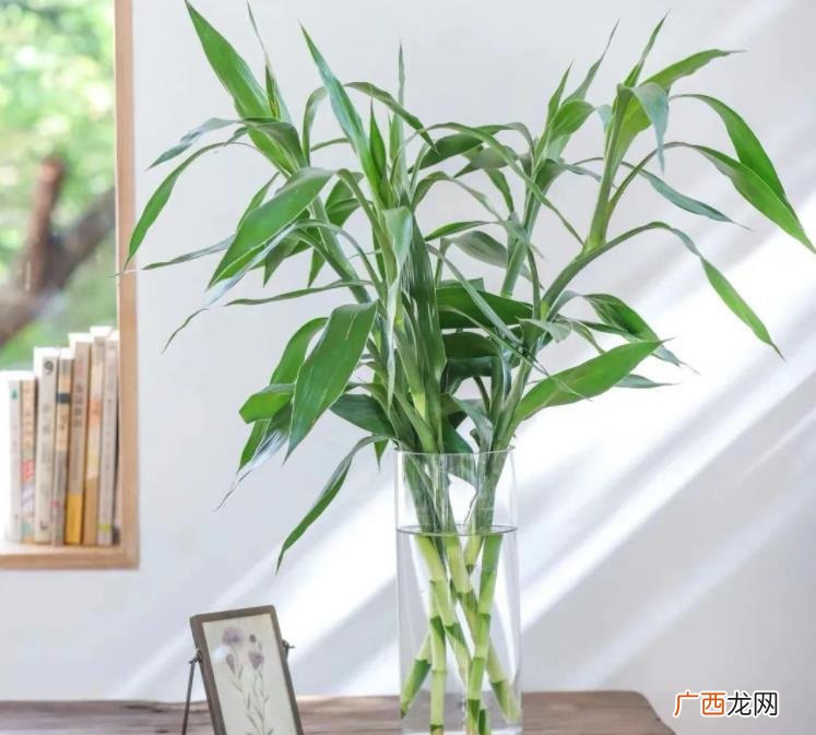 3种富贵竹代表的含义 富贵竹的寓意有哪些象征意义