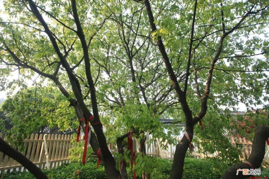 老树干上盘曲的树枝:古代传说中有角的小龙 老干虬枝是什么意思